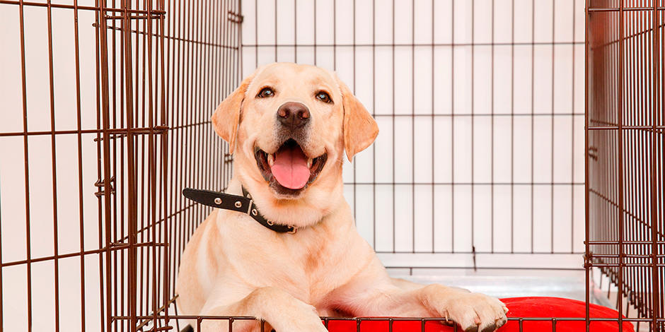 Apprendre à utiliser les cages pour chiens