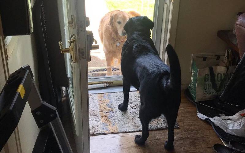 chien rencontre petite amie à la porte de la maison