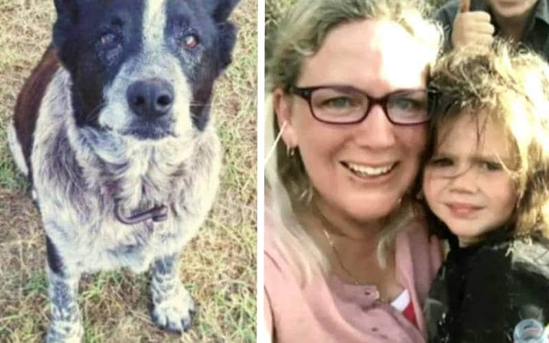 un vieux chien sauve la vie d'une petite fille