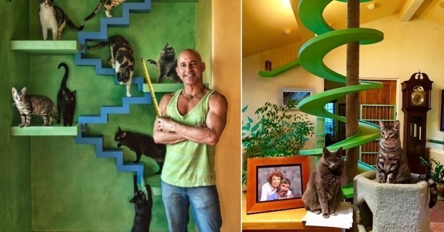 Cet homme a conçu une maison parfaite pour ses plus de 20 chats de sauvetage