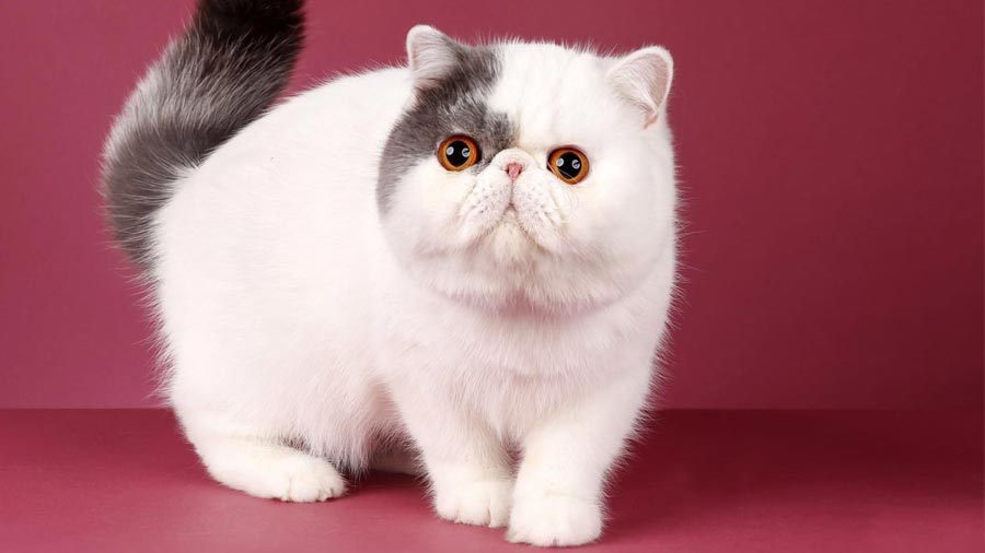 Chat Exotic shorthair