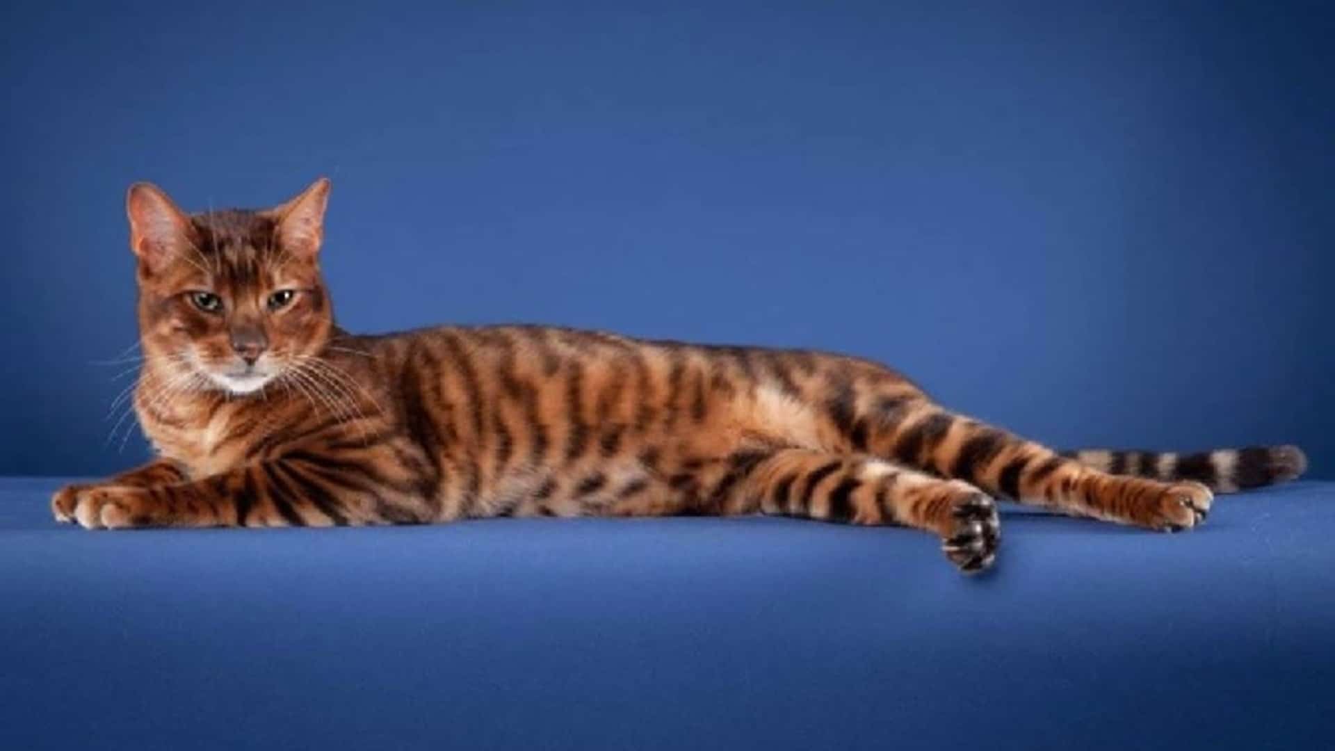 Chat Toyger