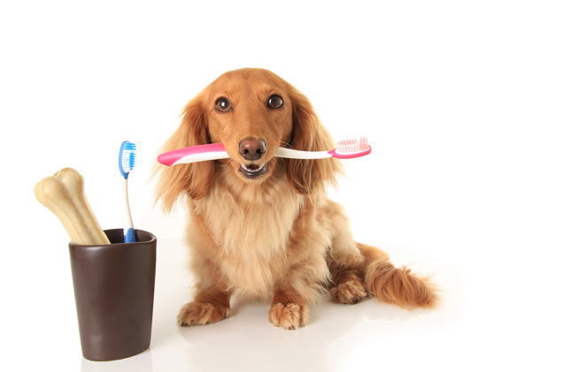 Comment brosser les dents d'un chien