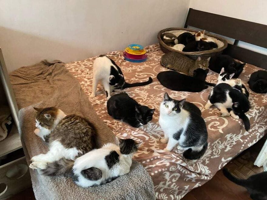 Ma soeur et moi avons ouvert un refuge et avons sauvé plus de 200 chats en 3 ans