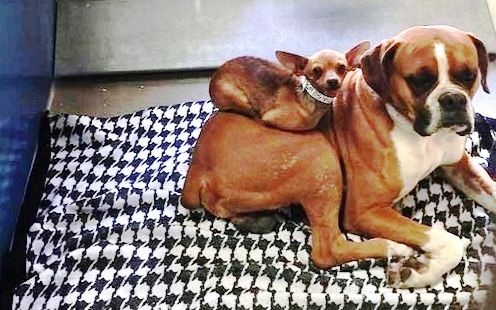 Personne ne voulait adopter des chiens liés ensemble, mais une photo a attiré l'attention des gens