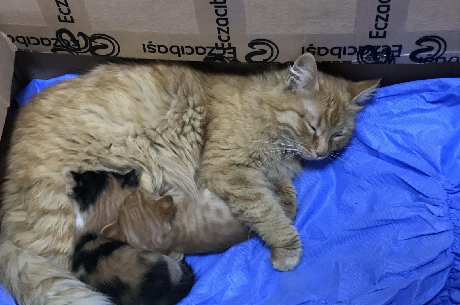 Une chatte amène ses chatons malades à une clinique pour humains en Turquie