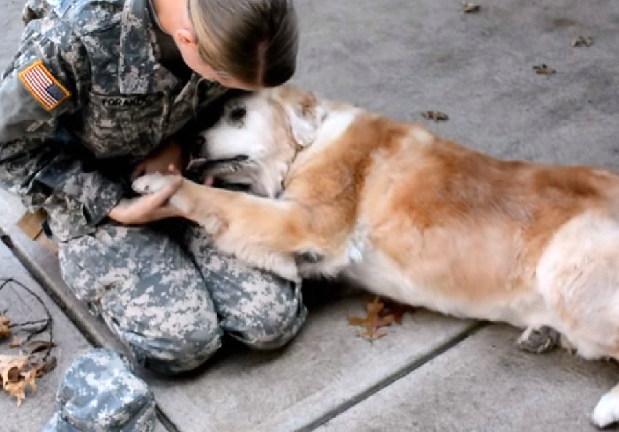 Une vieille chienne se met à pleurer quand elle voit sa meilleure amie revenir de l'armée