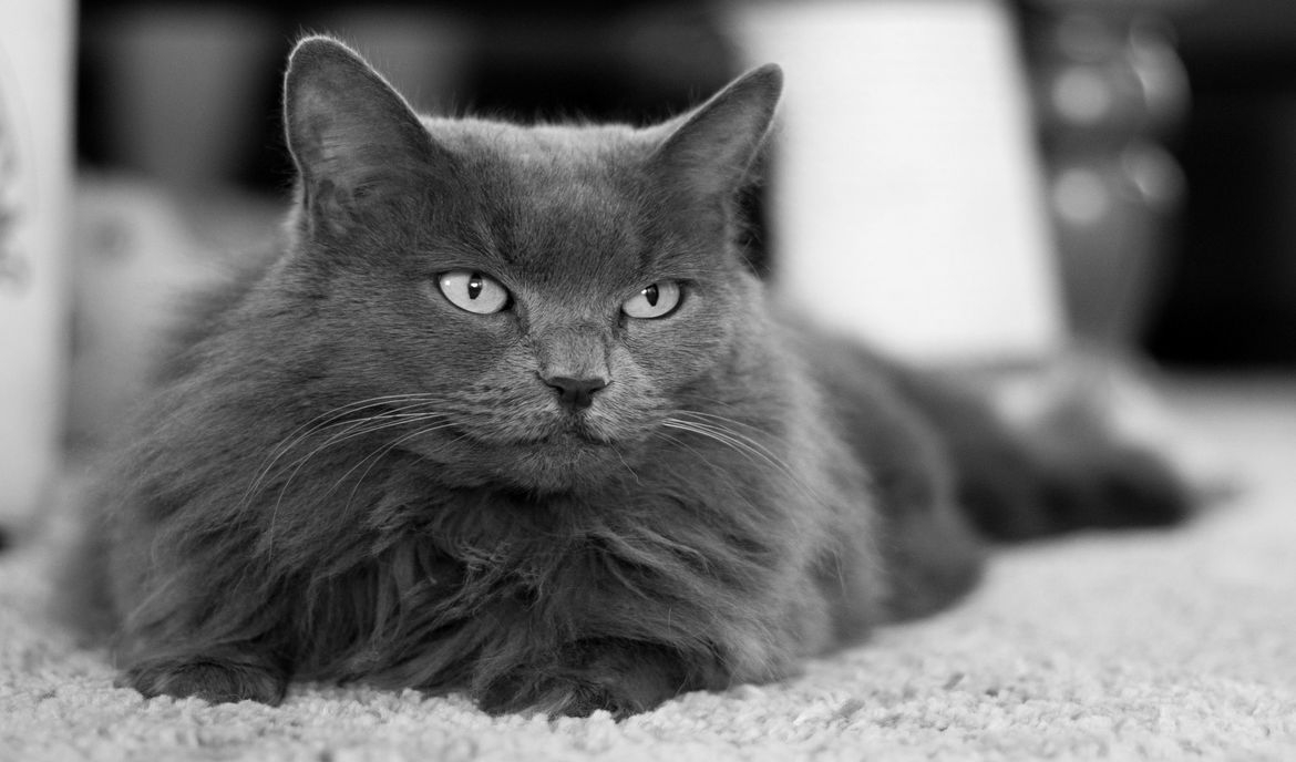 chat nebelung
