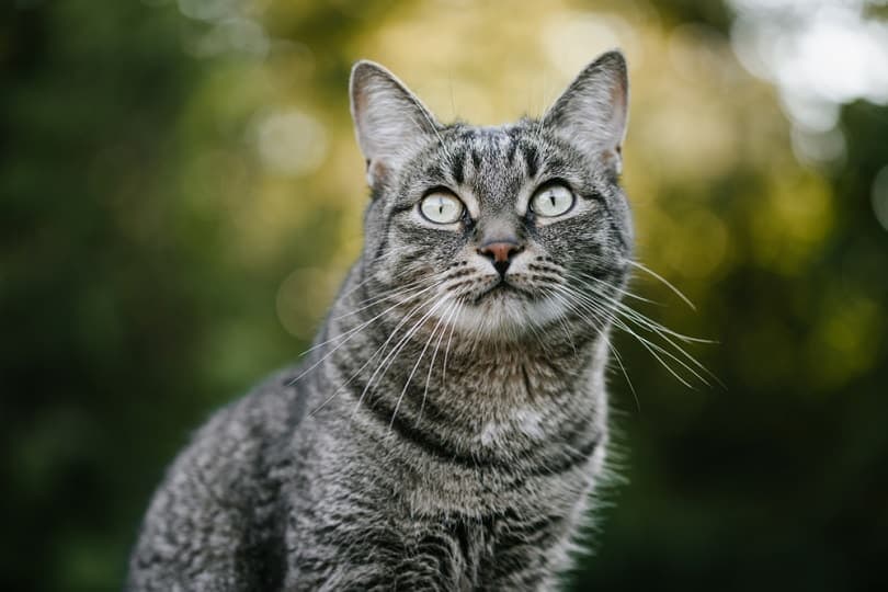 10 choses que vous ne saviez pas sur le chat tigré gris