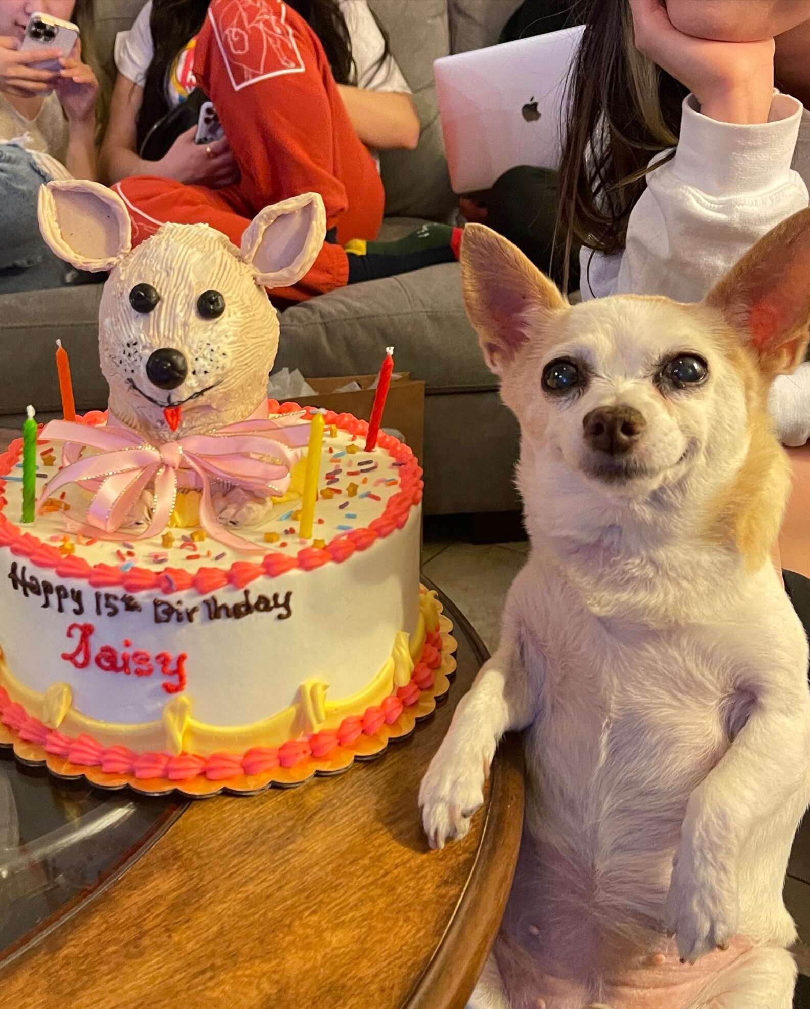 Ce petit chien est si heureux que les gens se souviennent de son anniversaire