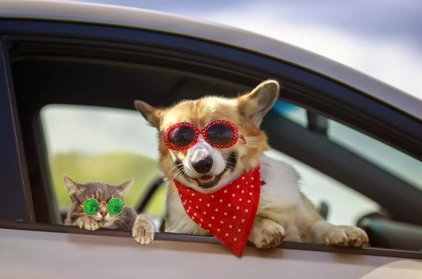 «Furry & the Furious»: Internet émerveillé par l'équitation d'un chat et d'un chien en mini jeep
