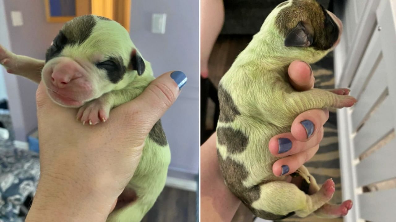 Un bulldog donne naissance à un chiot... vert!