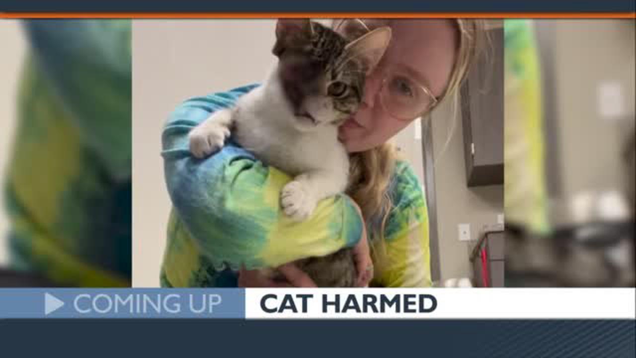 Un chat retrouvé blessé à Crestwood, puis sauvé par une femme