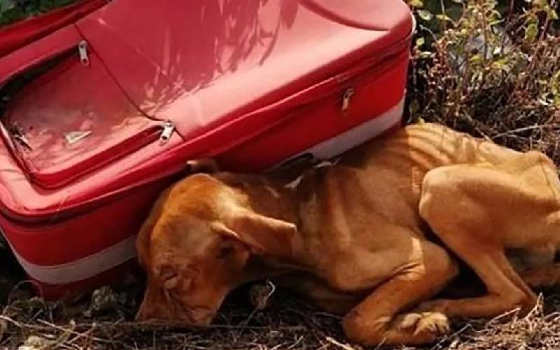 Un chien abandonné dans une valise se bat pour la vie jusqu'à ce qu'il soit secouru en Italie