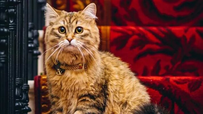 Voici Lilibet, le chat le plus élégant du monde qui vit dans un hôtel de luxe