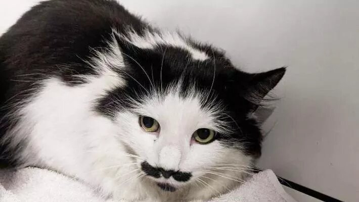Voici Pavlova, le chat à moustache qui ressemble à D'Artagnan