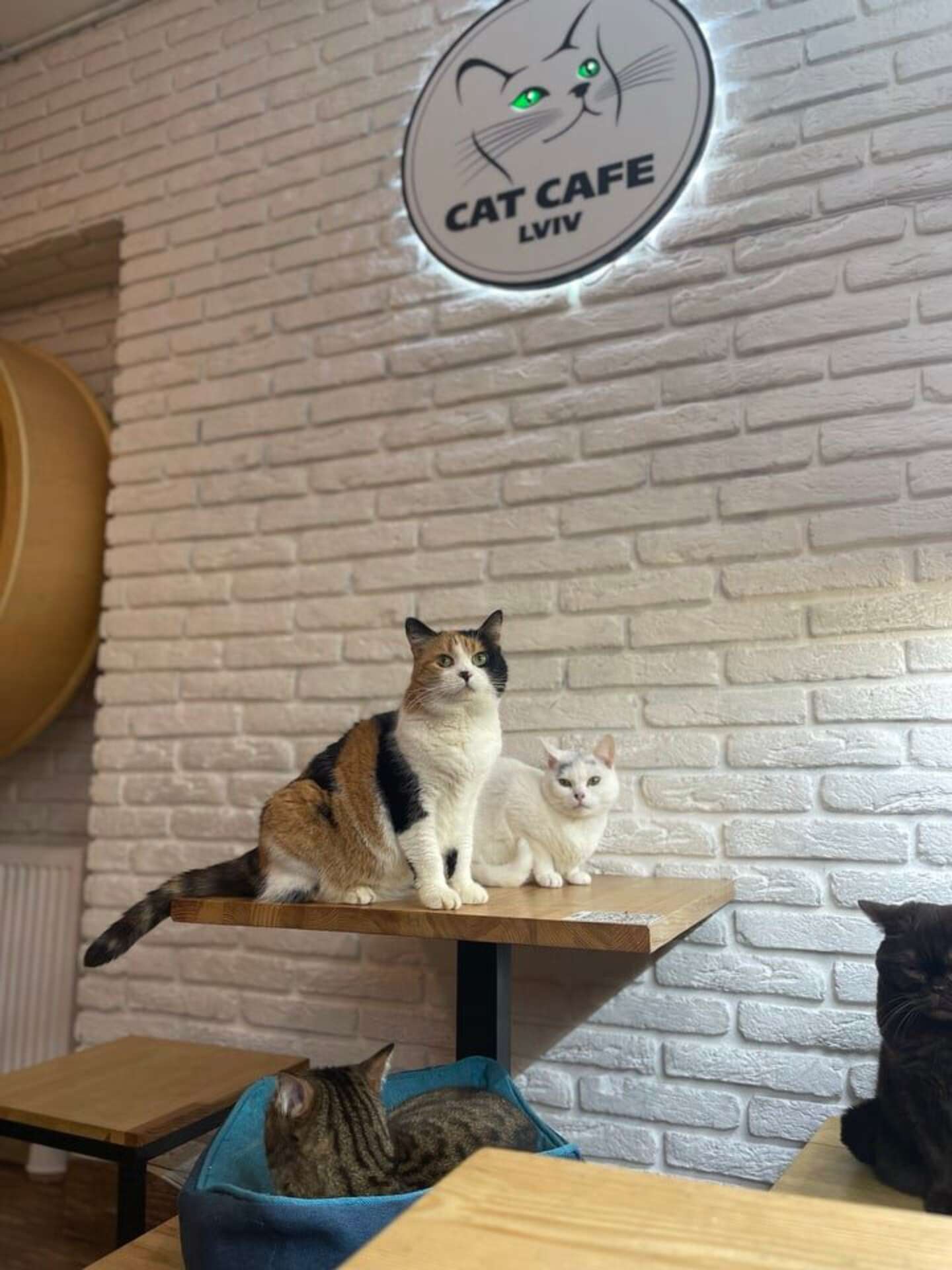 il garde son café des chats ouvert pour ne pas les abandonner