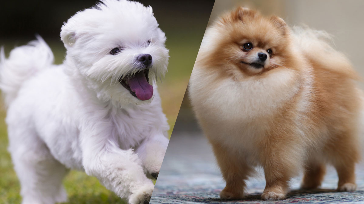 10 races de petits chiens qui vivront heureux en ville ou en appartement