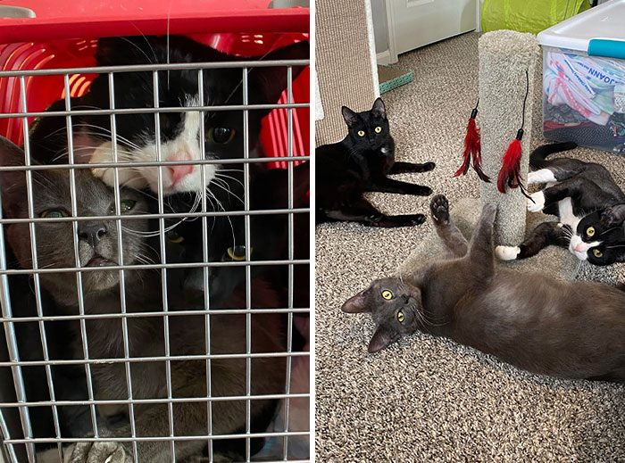 3 chats mignons ont été jetés comme des ordures, ont trouvé une nouvelle famille et remplissent maintenant leur maison d'amour et de joie
