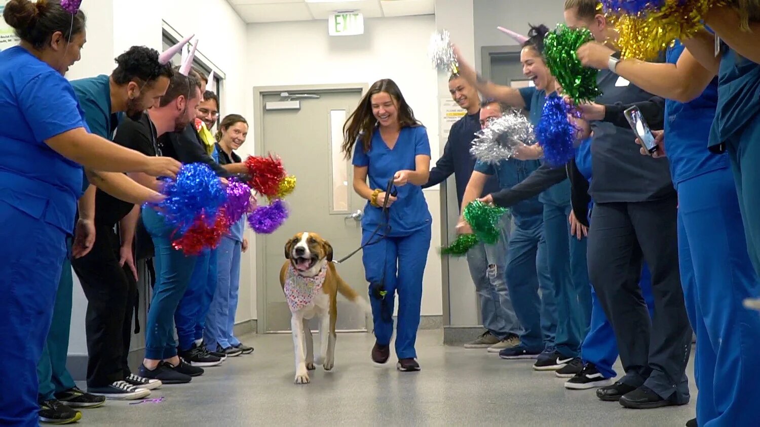 Ce chien réussit à vaincre le cancer, les vétérinaires organisent une fête en son honneur