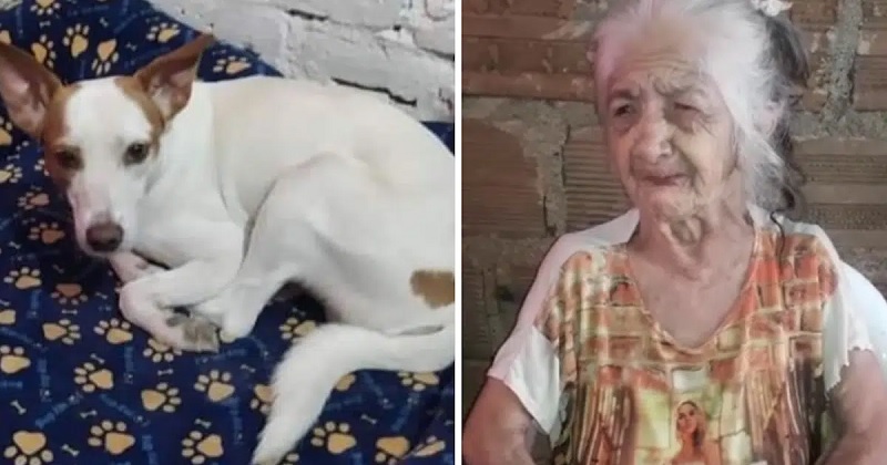 Sans nouvelle de son chien, disparu depuis trois jours, cette femme de 84 ans est désemparée. Dans une vidéo, elle appelle à l’aide pour retrouver son seul compagnon de vie.