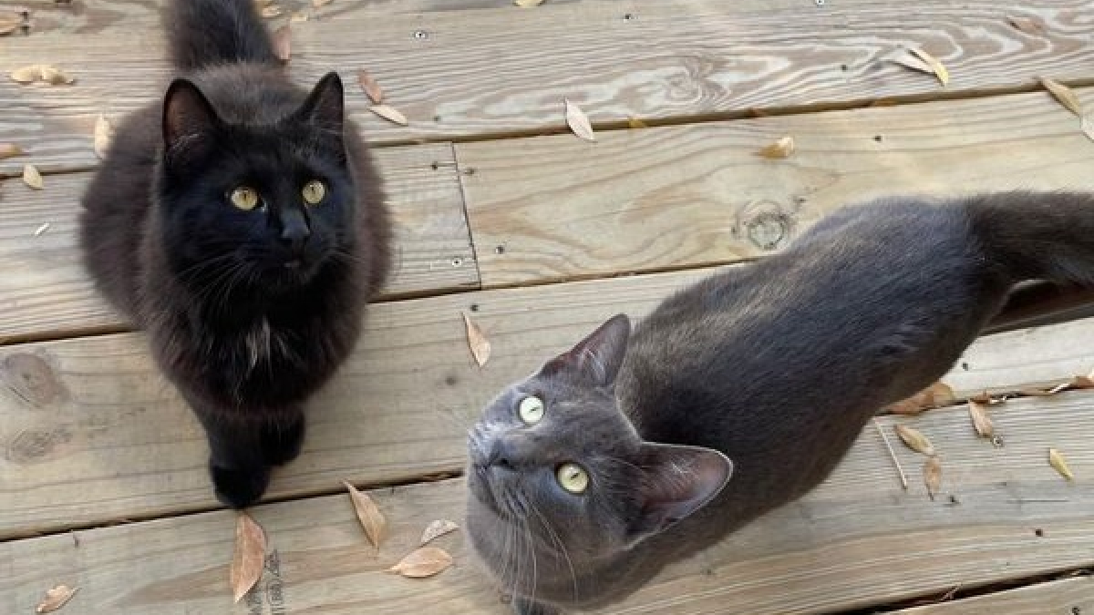 2 chatons retrouvés dans la rue goûtent aux joies de la vie d’intérieur