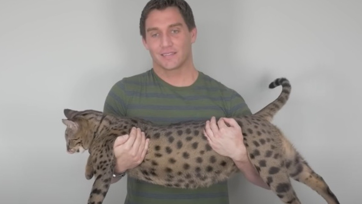 Ce Savannah est officiellement le plus grand chat domestique du monde, sa carrure est impressionnante