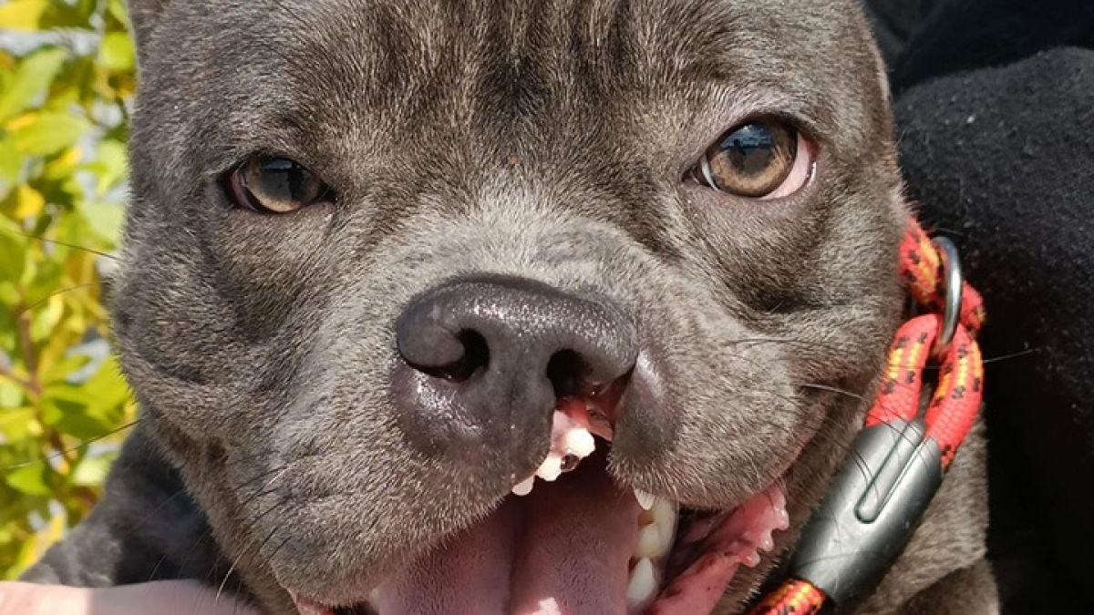 Cette chienne née avec une fente labiale avait peu de chance d’être adoptée, mais un couple est tombé sous son charme