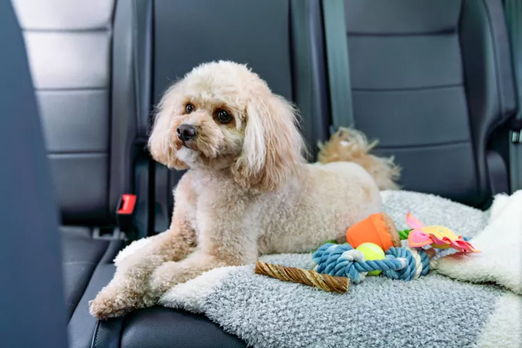 Comment guérir le mal des transports chez votre chien ?