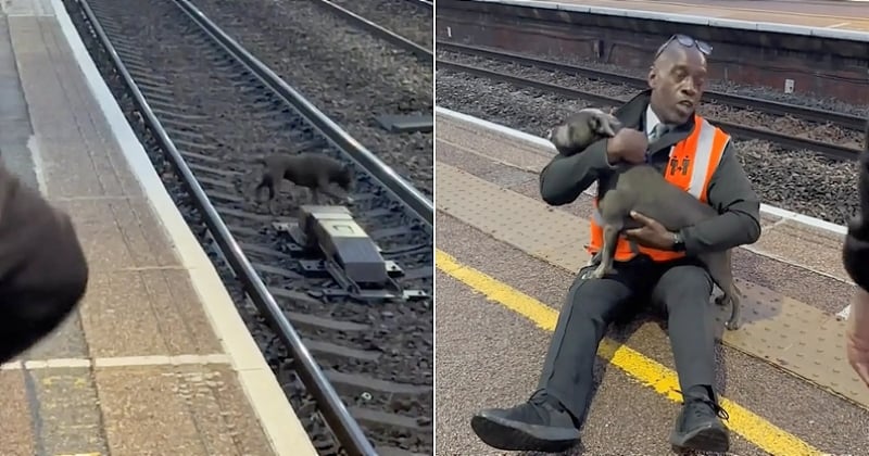 Grâce à son courage, cet employé de gare britannique a sauvé la vie d'un chien tombé sur les rails