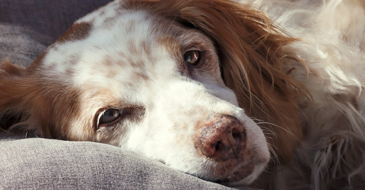 Histiocytomes chez le chien : Causes, traitement et prévention