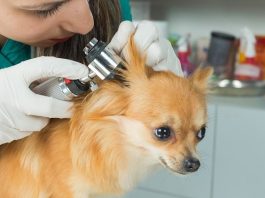 Infections à levures de l'oreille chez le chien : Causes, traitement et prévention