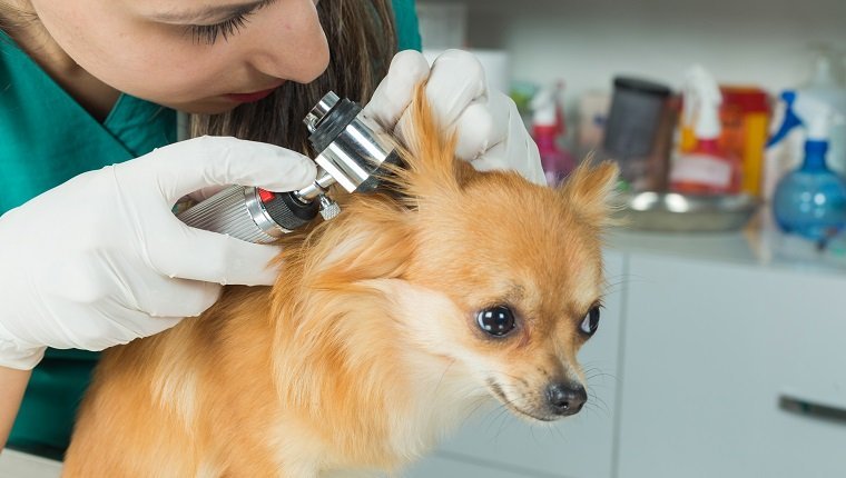 Infections à levures de l'oreille chez le chien : Causes, traitement et prévention