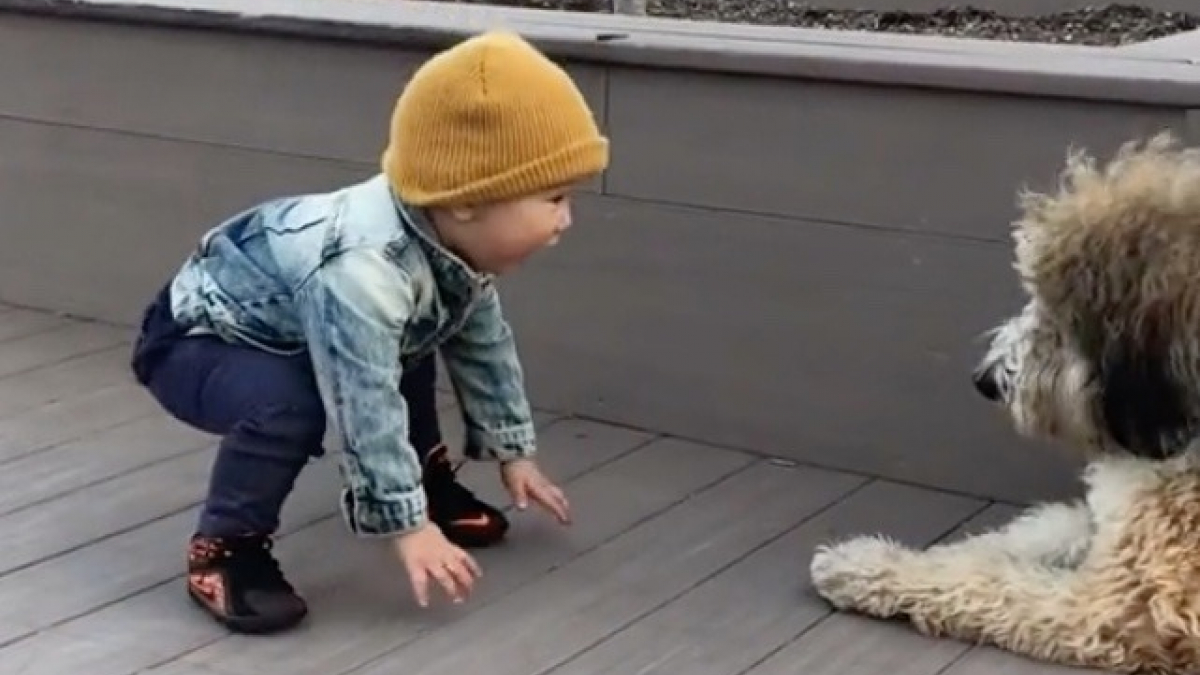 La première rencontre entre un petit garçon et un chien émeut la toile