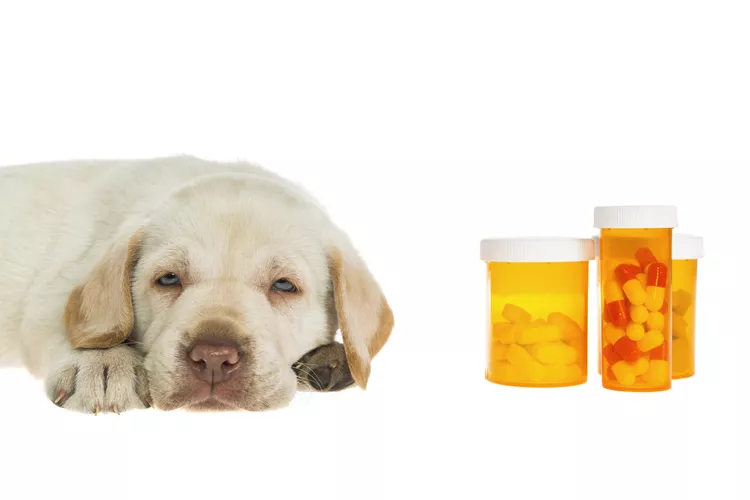 L'ibuprofène est-il sans danger pour les chiens ?