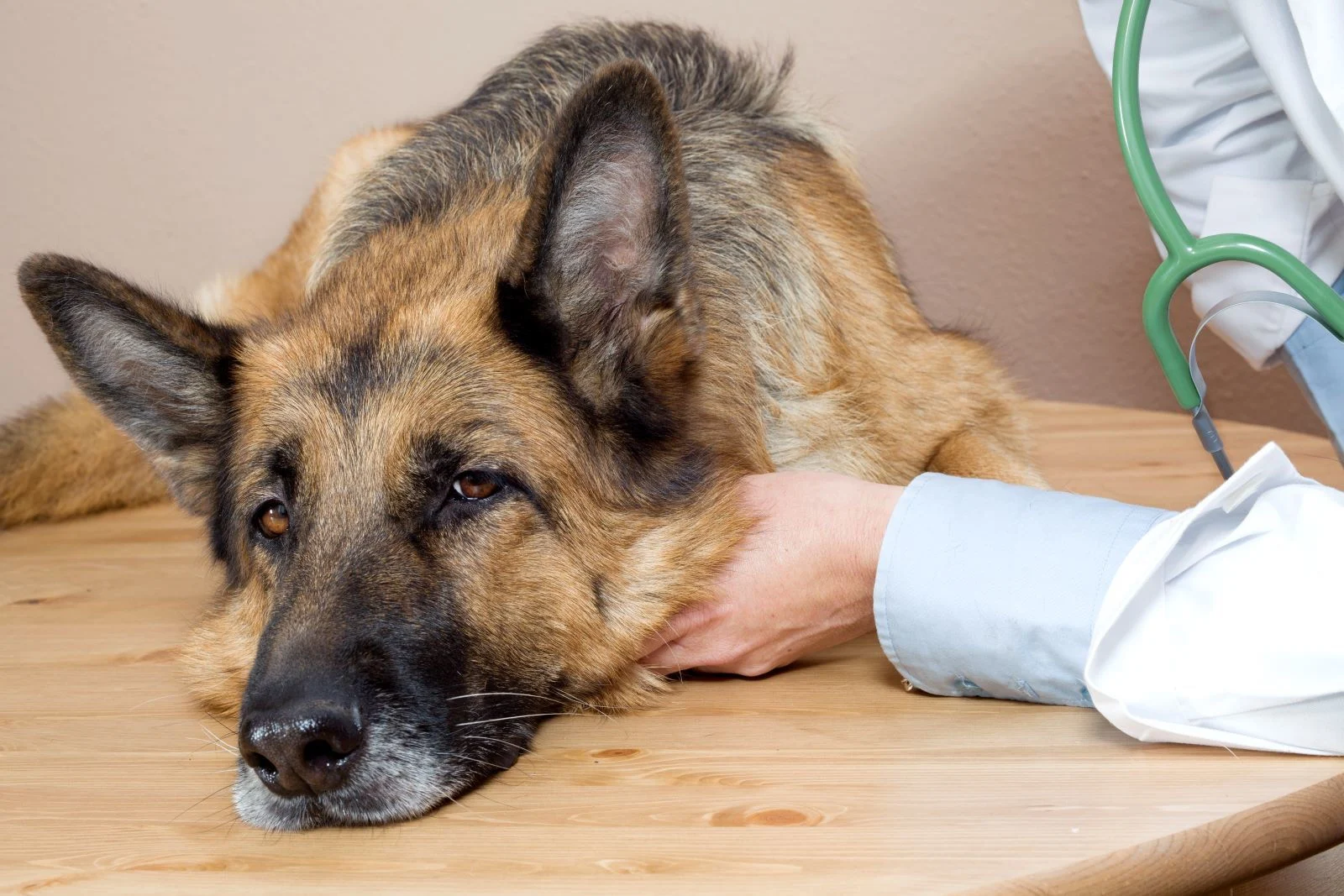 Maladie vestibulaire chez le chien : Causes, traitement et prévention