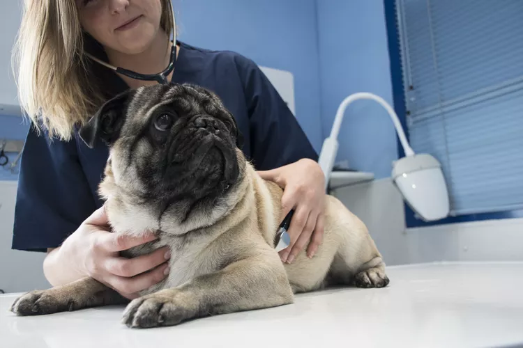 Obstruction intestinale chez le chien Causes, traitement et prévention