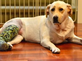 Rupture du ligament croisé chez le chien : Causes, traitement et prévention