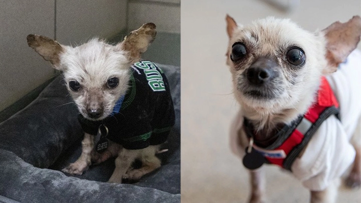 Un Chihuahua abandonné dans un triste état a opéré une belle transformation et sera bientôt prêt pour de nouvelles aventures
