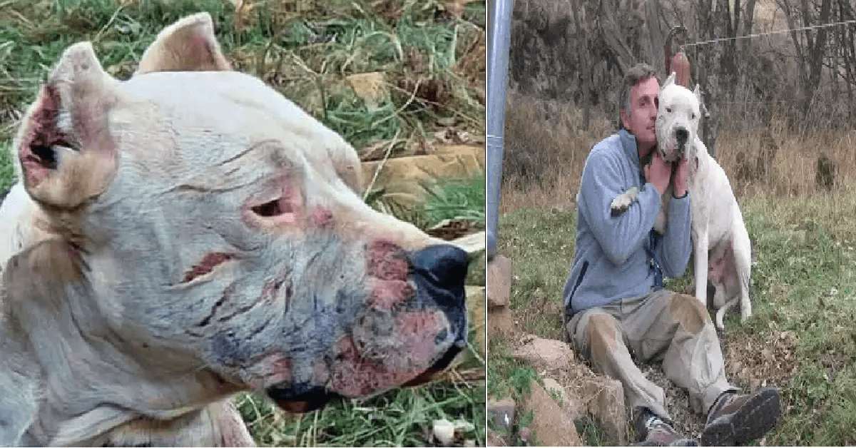 Un chien courageux a risqué sa vie pour combattre un puma et sauver deux petites filles