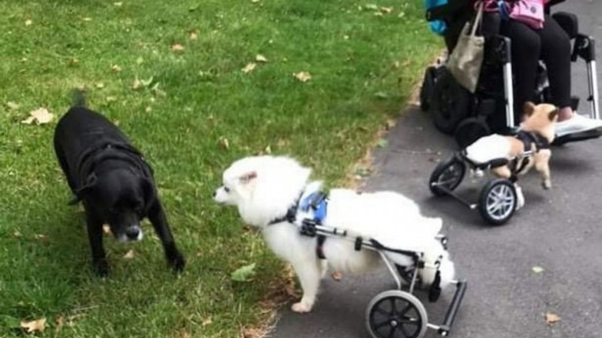 Une femme utilisatrice de fauteuil roulant adopte des chiens handicapés pour leur offrir une seconde chance