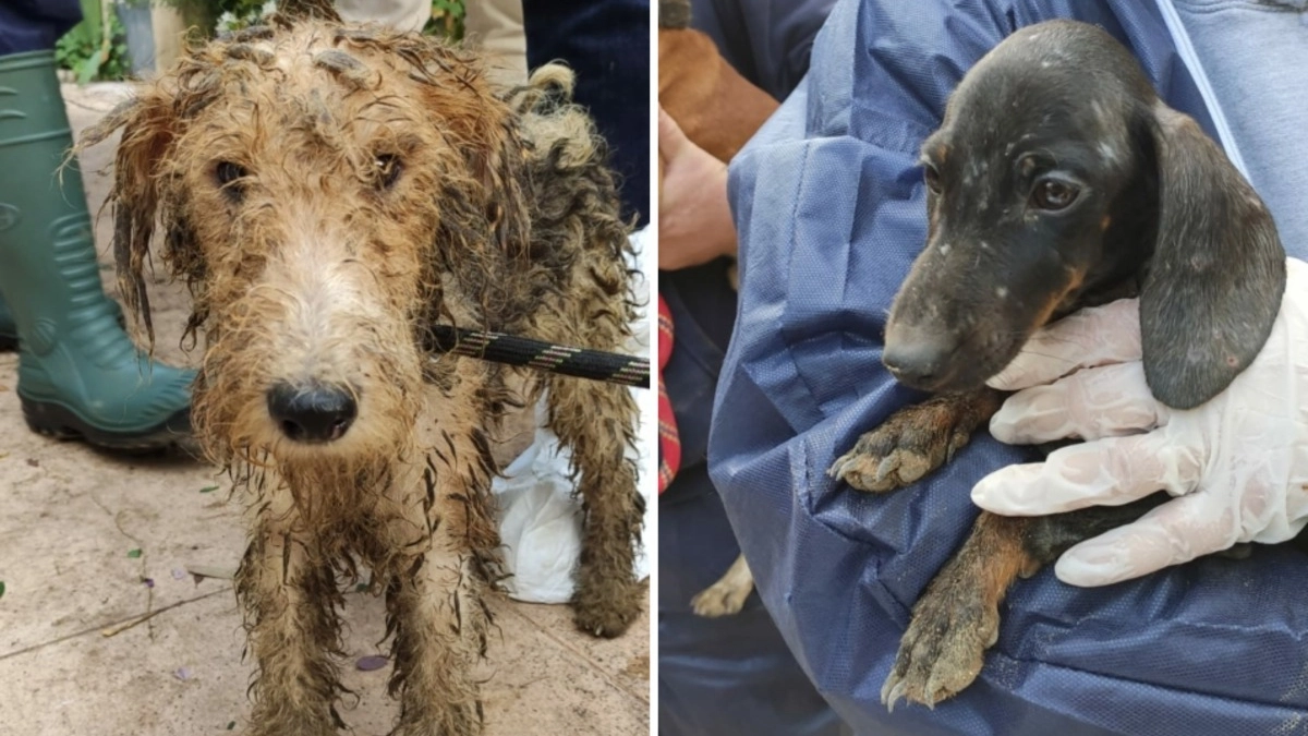 Sauvetage de 73 chiens vivant dans l'insalubrité la plus totale secourus chez un couple du Val-de-Marne