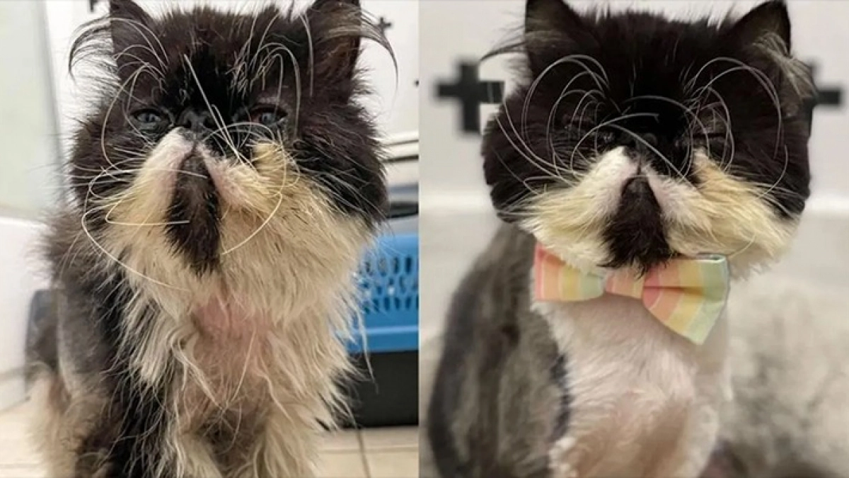Un chat Persan retrouvé en bien piteux état devant un hôtel opère une belle transformation auprès de sa bienfaitrice