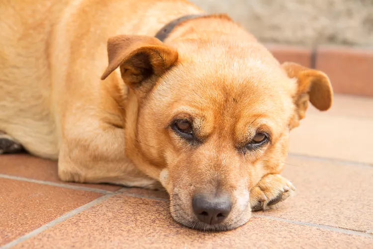 la maladie de Carré chez les chiens : Causes, traitement et prévention