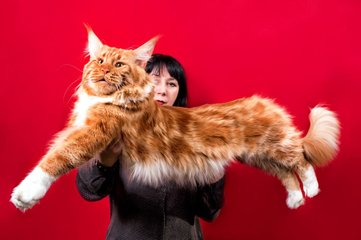 10 grandes races de chats qui seraient l'ajout parfait à votre maison