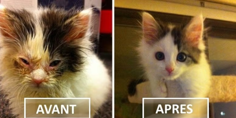 15 chats maltraités puis sauvés, miraculeusement transformés par l’adoption