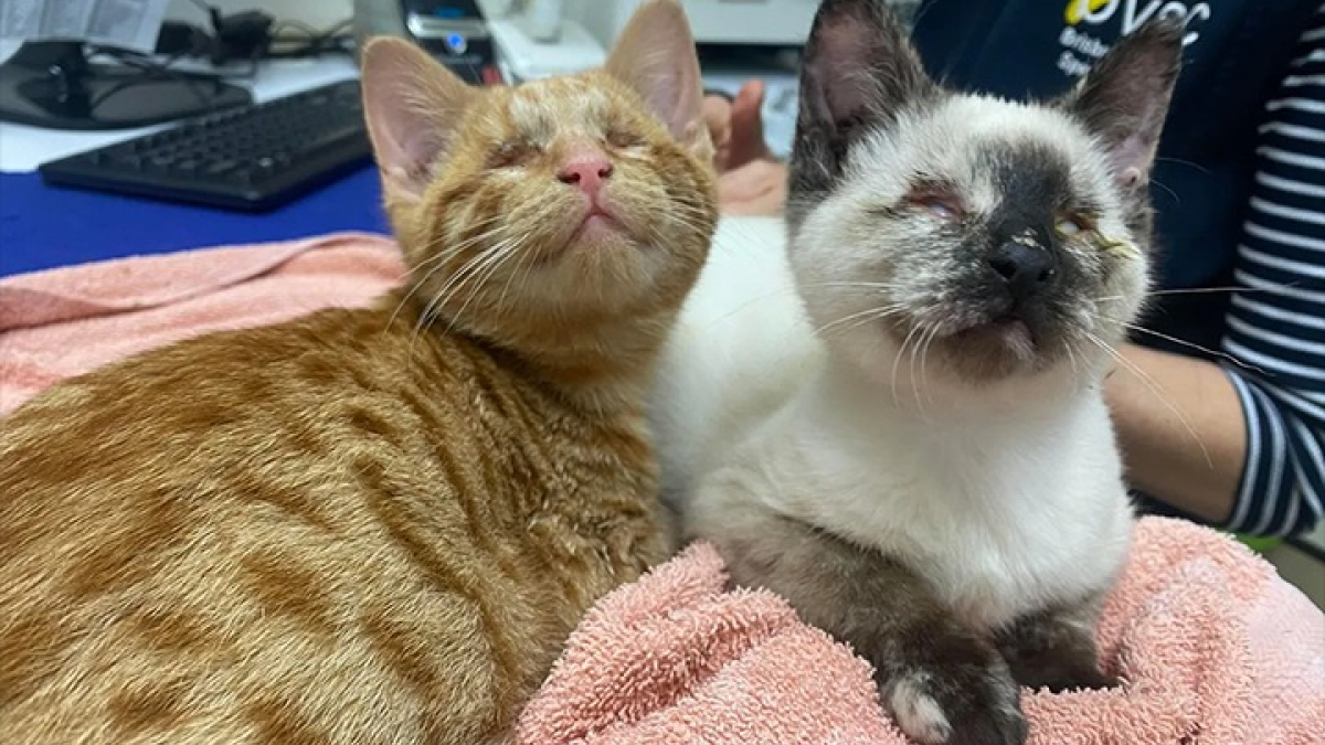 Ces 2 chatons aveugles et inséparables étonnent par leur capacité à s’adapter