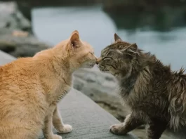 Comment présenter un chaton à un chat plus âgé