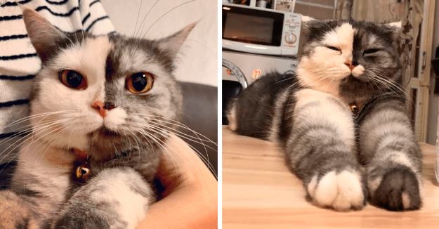 Rencontrez le chat thaïlandais furball qui a conquis tout le monde avec son visage accrocheur