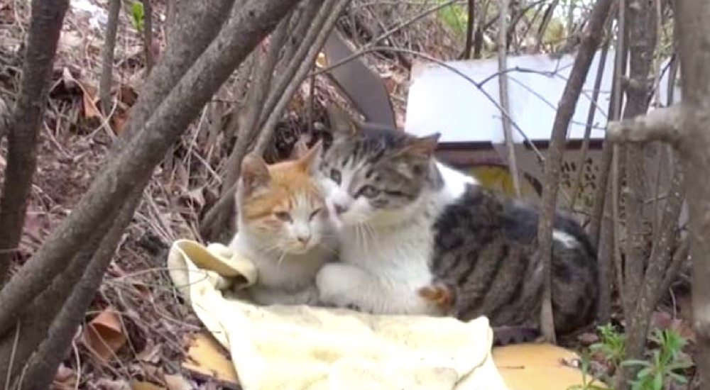 Un chat sans-abri prend soin de nourrir et de soigner son ami chat, un chat errant handicapé
